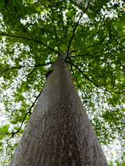 Fototapeta premium Another perspective of tree