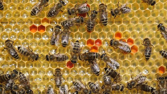 Harmonious development of the bee colony. 
Beginning of the season.  Nectar and pollen in combs. 
