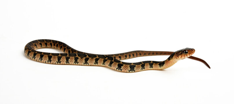 Plainbelly Water Snake // Rotbauchwassernatter (Nerodia erythrogaster)