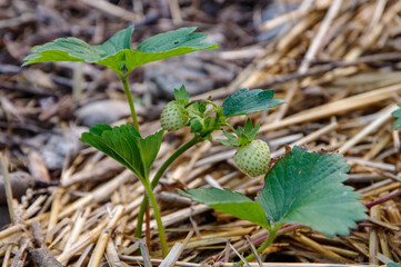 Jeune fraisier encore vert