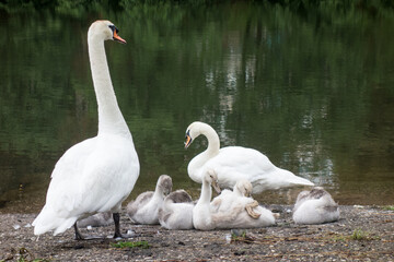 Famille de cygnes au bord de l'eau