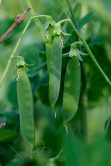 Jeunes gousses de petits pois
