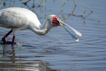 Face of an African spoonbill (Platalea alba) wading through water and feeding, Chobe National Park, Botswana