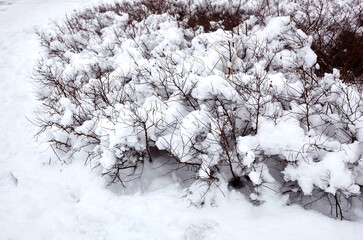 Fototapeta na wymiar Winter snow in park. Bush covered with snow. Snowflakes