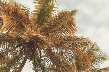 Obraz premium Coconut palm trees are under bright sky. Tropical background