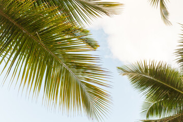 Fototapeta na wymiar Palm tree leaves are under blue sky on a sunny day, tropical background