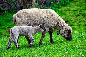 Obraz na płótnie Canvas An ewe and baby lambs in the pasture, Iseltwald - village and resort on the southern shore of Lake Brienz, canton Bern, Bernese Oberland, Switzerland, Europe 