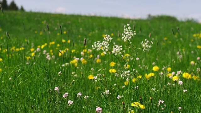 Wiese im Fr&uuml;hling mit Wildblumen. L&ouml;wenzahn (Taraxacum), Wiesenschaumkraut (Cardamine Pratensis) und Wiesenkerbel (Anthriscus sylvestris) schaukeln im Wind. Aufgenommen im Sauerland, Deutschland.  