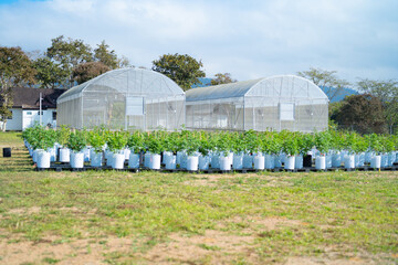 Outdoor marijuana field, hemp or cannabis plant flower leaves farm lab. Organic product in laboratory in technology medical, healthcare, research concept. Natural food. Ganja narcotic weed