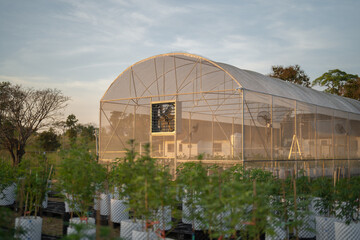 Outdoor marijuana field, hemp or cannabis plant flower leaves farm lab. Organic product in laboratory in technology medical, healthcare, research concept. Natural food. Ganja narcotic weed