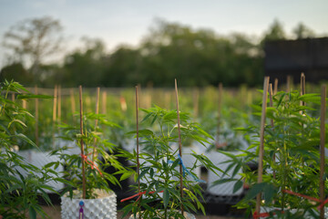 Obraz premium Outdoor marijuana field, hemp or cannabis plant flower leaves farm lab. Organic product in laboratory in technology medical, healthcare, research concept. Natural food. Ganja narcotic weed