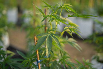 Outdoor marijuana field, hemp or cannabis plant flower leaves farm lab. Organic product in laboratory in technology medical, healthcare, research concept. Natural food. Ganja narcotic weed