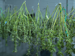 Outdoor marijuana field, hemp or cannabis plant flower leaves farm lab. Organic product in laboratory in technology medical, healthcare, research concept. Natural food. Ganja narcotic weed