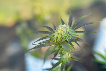 Outdoor marijuana field, hemp or cannabis plant flower leaves farm lab. Organic product in laboratory in technology medical, healthcare, research concept. Natural food. Ganja narcotic weed