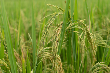 Green Terraced Rice Field. rice is growing in the field background