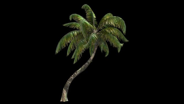 Tropical palm tree with alpha channel
