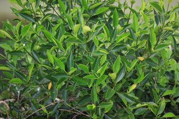 A bush of a mangrove tree in a mangrove forest with long leaves.