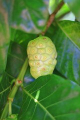 Fruits of Tahitian mulberry, Indian mulberry, beach mulberry Meng kudu, Ach, Rubiaceae near ripening.
