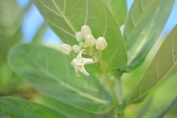 Flower crown or Calotropis gigantea. The flowers are white. Some species are purple.