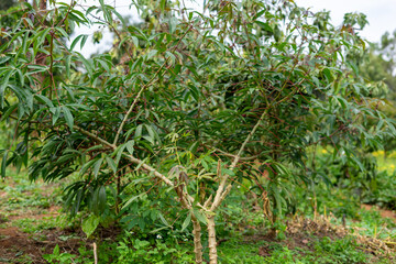 A green cassava plant on a farm