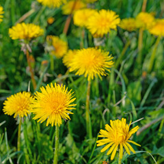 Blühender Löwenzahn, Taraxacum, im Frühling