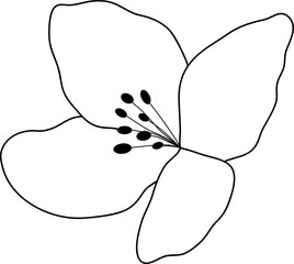 Botanical flower line art