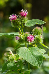 Pink flowers of prickles of a burdock. Medicinal plant. Herbal. Weed growing everywhere. Blossoming...