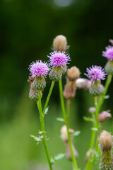 Fototapeta premium A flowering bush of pink sows Cirsium arvense in a natural environment, among wild flowers. Creeping Thistle Cirsium arvense blooming in summer. Violet flowers on meadow, focus on flower in front