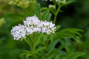 Black danewort Sambucus ebulus berries close-up. Blooming danewort, dwarf elderberry or elderwort, Sambucus ebulus