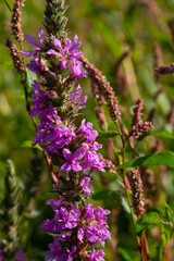Lythrum salicaria is a perennial herbaceous plant of the Lythrum family