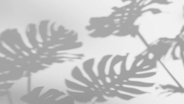Shadow Monstera deliciosa leaf in wind blowing overlay on white surface texture wall background, house plant, black and white, summer concepts nature background, slow motion	