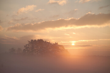 Tree branches at a foggy sunset. Sunset fog outdoors. Misty orange sunset scene.