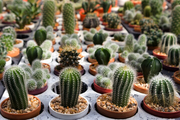 A close-up shot of a cactus plant in a pot in the clear front and blurred background.