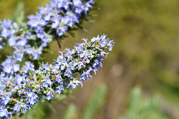 Rosemary flower