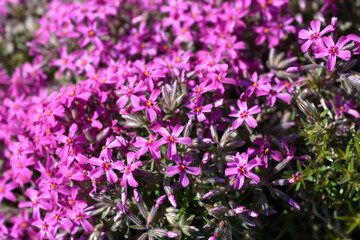 Creeping Phlox Atropurpurea flowers