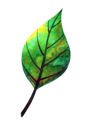 green leaf tree plant eco energy ecology nature power environmental concept save earth concept leaf shape icon logo sign symbol art watercolor painting illustration bio protect - 558856440