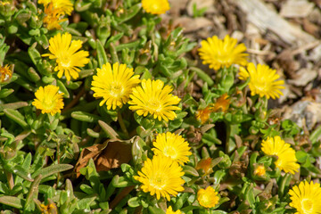 Flowers of a hardy yellow ice-plant (delosperma nubigenum)