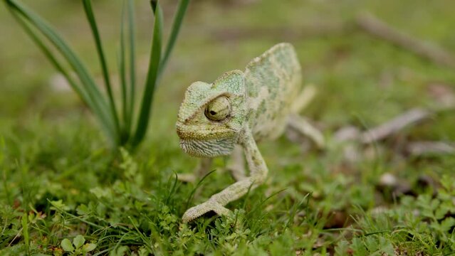 Chameleon walks grass. A graceful reptile mimics its surroundings