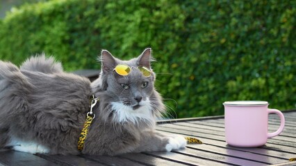 Cat in sunglasses is resting in park. Cat was taken out for walk in park on harness. Fluffy gray...