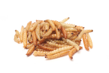 Fast food and snacks in Thailand fried worms