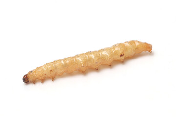 Fast food and snacks in Thailand fried worms