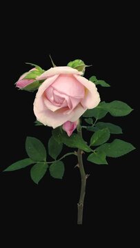 Time lapse of resurrection of pink Polka rose branch with ALPHA transparency channel isolated on black background, vertical orientation