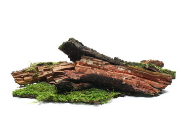 Fresh green moss on rotten branch isolated on white, side view
