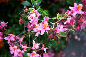 pink flowers in the garden
