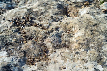 fossil