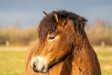 Head of a wild brown Exmoor pony, against a blue sky in the nature reserve in Fochteloo, Fall colors in winter. Selective focus
