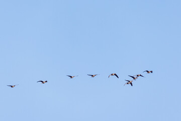 Flock White fronted goose flying in the sky