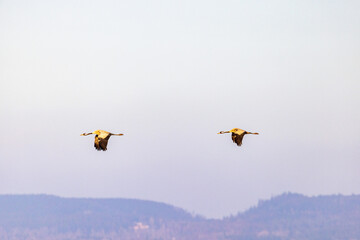 Flying cranes above the landscape