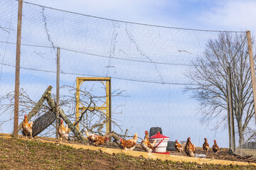 Hens in a cage with nets © Lars Johansson