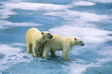 Polar bears on the ice at Svalbard